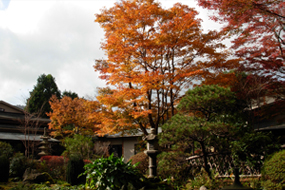 yoshimatu autumn image